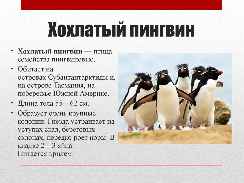 Презентация на тему пингвины 7 класс по биологии