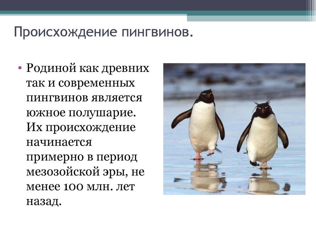 Рассмотрите фото на рисунке 110 как пингвины приспособились к жизни в суровых условиях