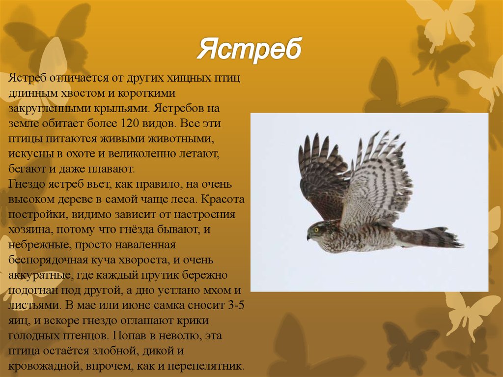 Содержание птицы кратко. Сообщение о ястребе. Ястреб описание. Доклад про ястреба. Ястреб птица описание.