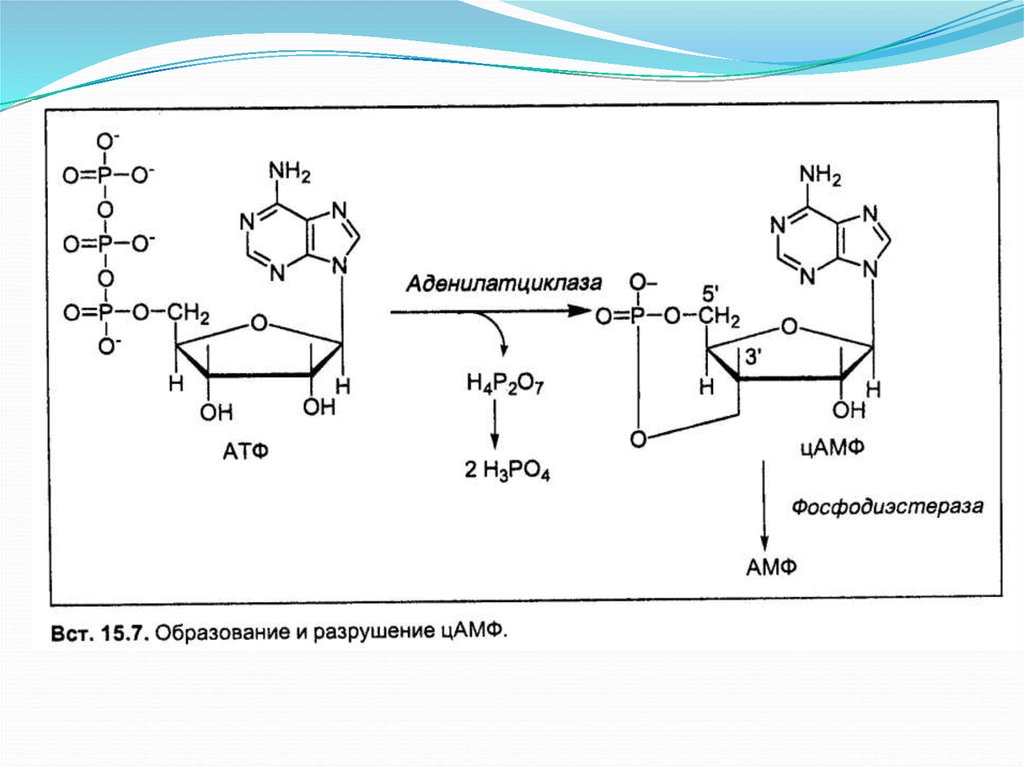 Получение атф. Схема метаболизма ЦАМФ. Реакция образования ЦАМФ из АТФ. Аденозин 5 монофосфат образование.