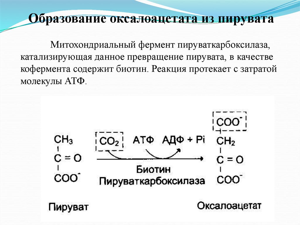 Пировиноградная кислота сколько атф. Реакции образования оксалоацетата. Реакция образования оксалоацетата из пирувата. Фермент, катализирующий превращение пирувата в оксалоацетат.. Синтез оксалоацетата из пирувата.