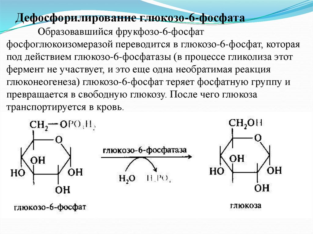 Фосфатаза реакции. Глюкозо-6-фосфатаза катализирует реакцию. Глюкозо-6-фосфат биороль. Глюкозо 6 фосфат фосфоглюкоизомераза. Глюкозо 6 фосфат Ациклическая формула.
