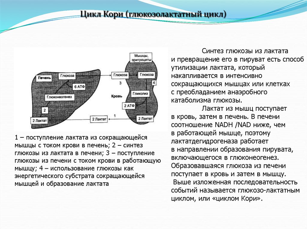 Цикл кори схема