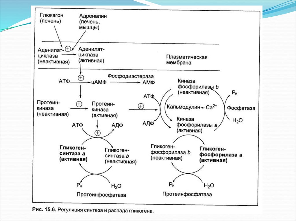 Углеводов в печени и мышцах. Схема синтеза углеводов-фотосинтез. Биосинтез углеводов схема. Биосинтез углеводов биохимия. Синтез углеводов в организме человека.