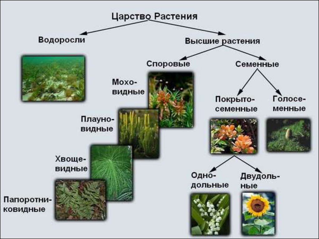 Систематика растений - презентация онлайн