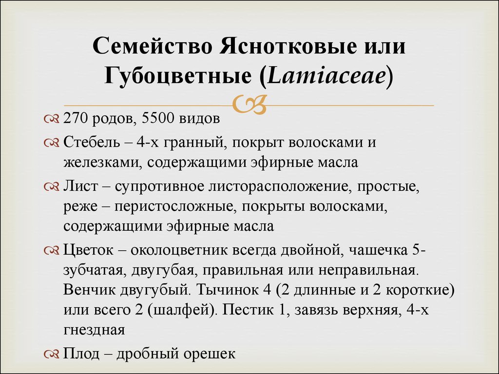 Семейство губоцветные презентация