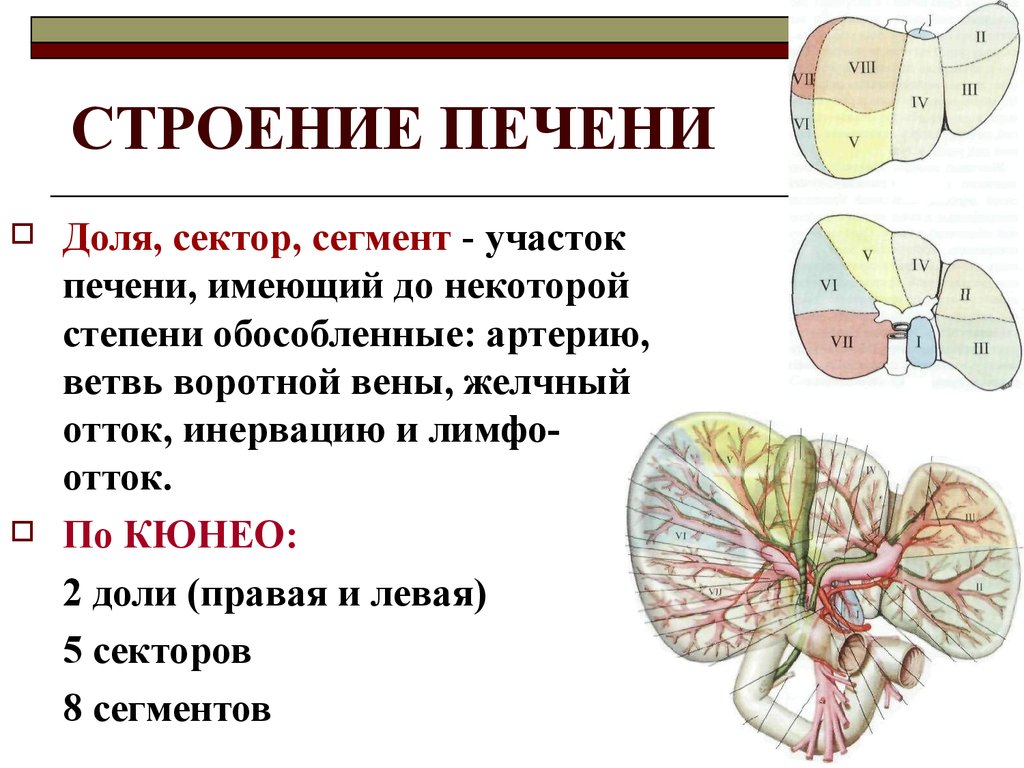 Печень анатомия презентация