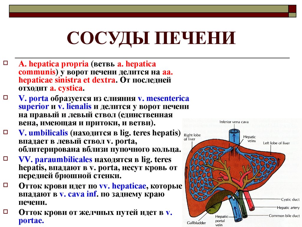 Печень движение крови. Печень анатомия топография строение. Кровоснабжение печени анатомия. Кровеносная система печени анатомия. Артериальные сосуды печени.