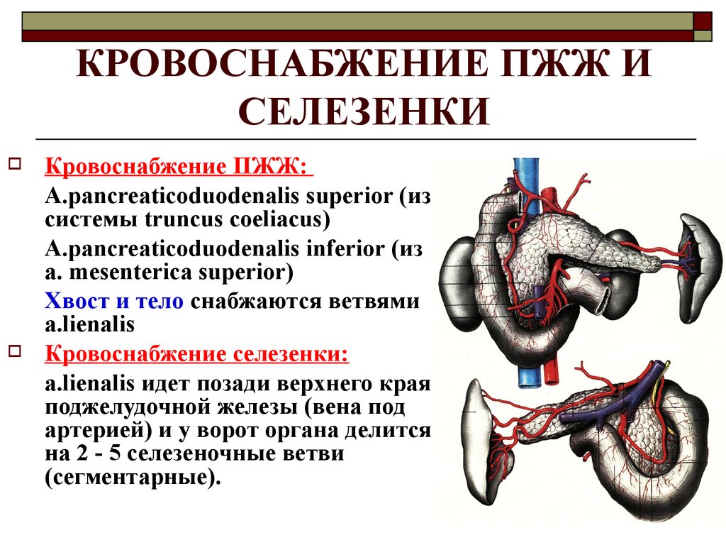 Иннервация поджелудочной железы. Кровоснабжение селезенки анатомия. Кровоснабжение селезенки топографическая анатомия. Кровоснабжение селезенки схема. Иннервация селезенки анатомия.