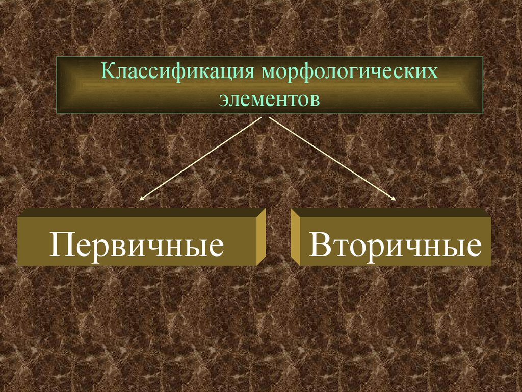 Классификация первичных. Бесполостные первичные морфологические элементы. Первичные бесполостные морфологические элементы кожи. Классификация морфологических элементов. Классификация первичных морфологических элементов.