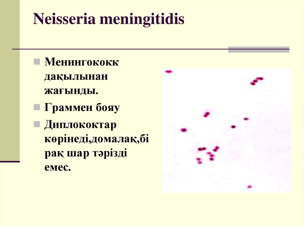 Is Neisseria Meningitidis A New Cause Of Sexually Transmitted Disease