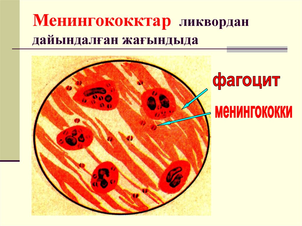 Менингококки микробиология. Менингококк строение рисунок. Менингококки микробиология рисунок. Гонококки менингококки микробиология презентация.
