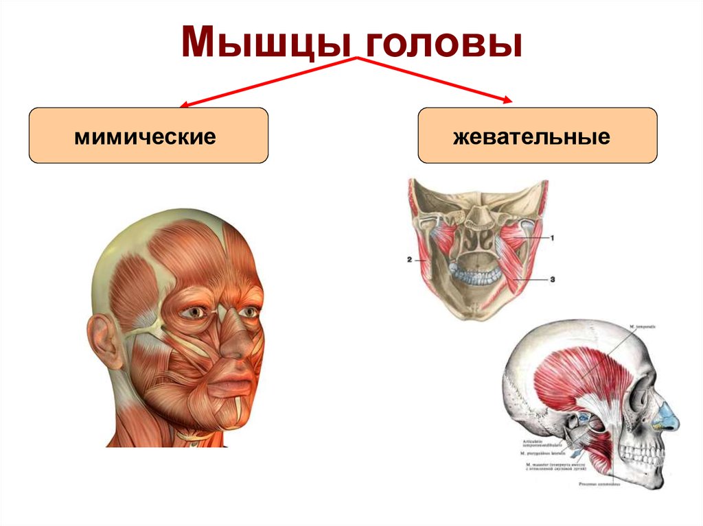 Мышцы головы