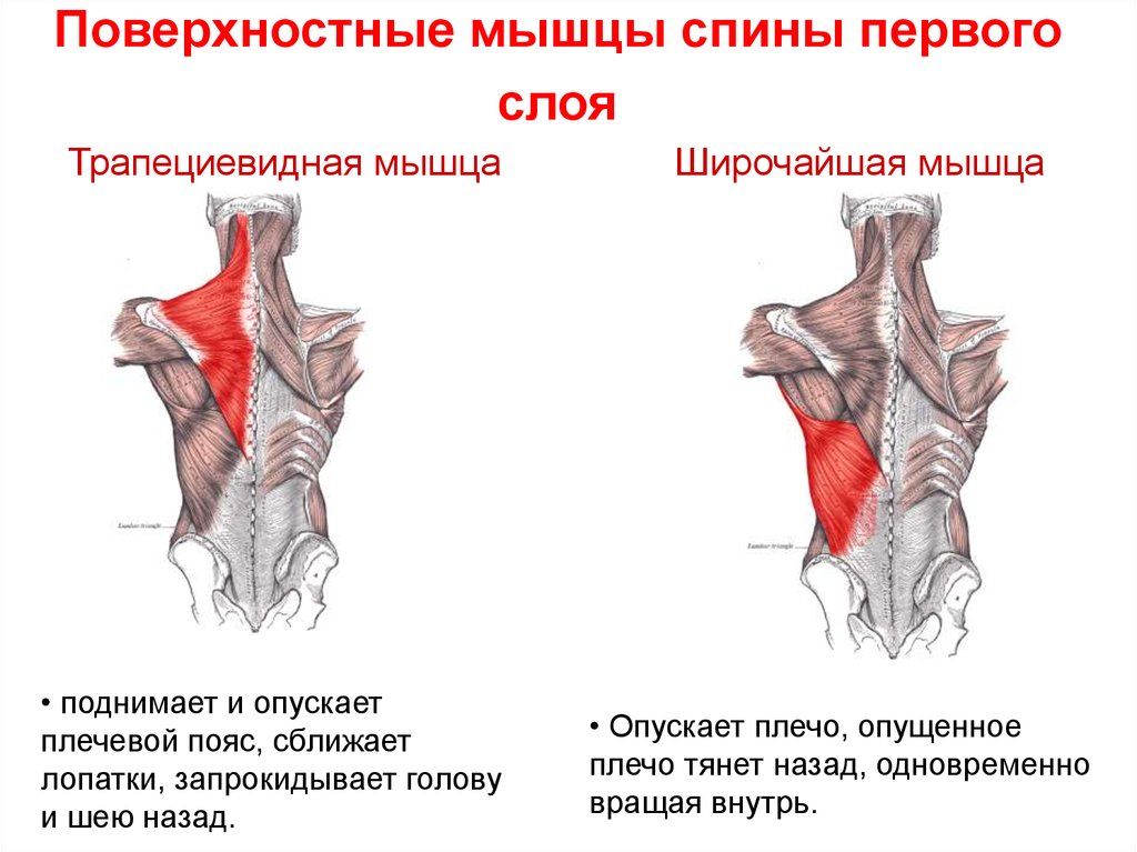 Поверхностные мышцы спины первого слоя