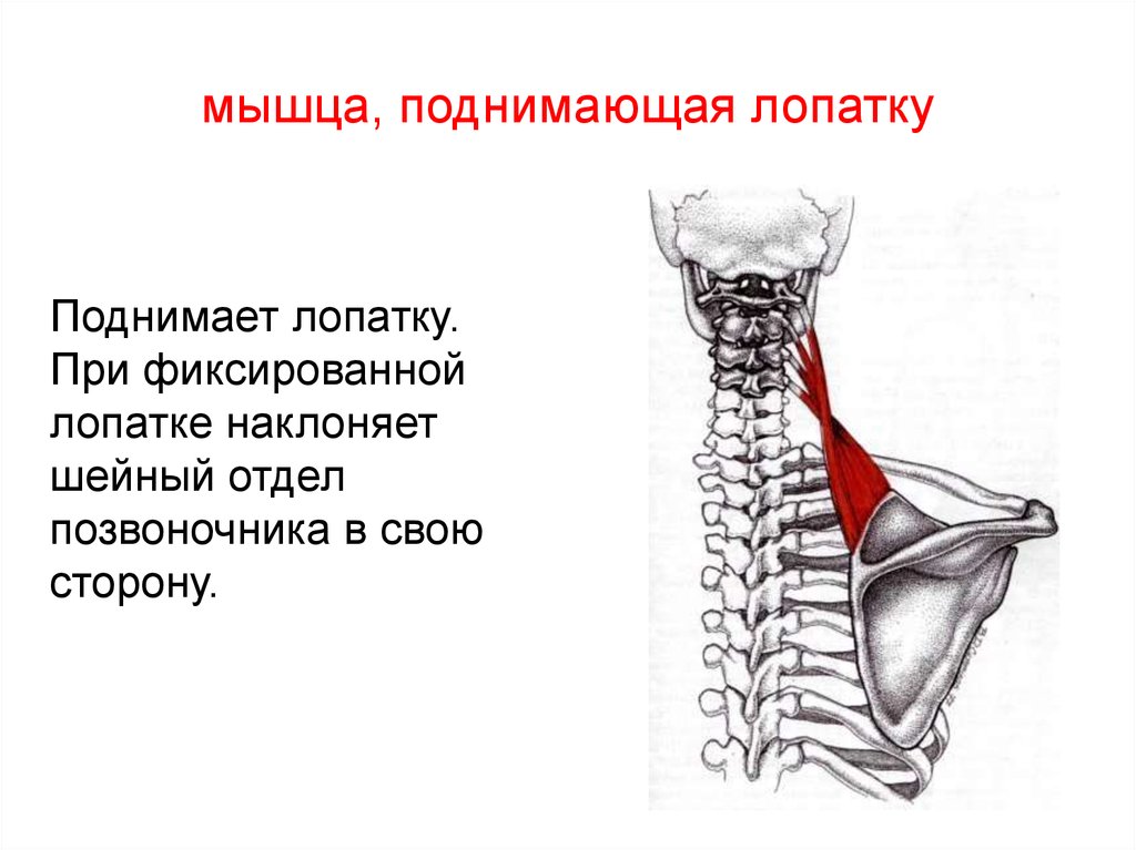 Мышца поднимающая лопатку фото