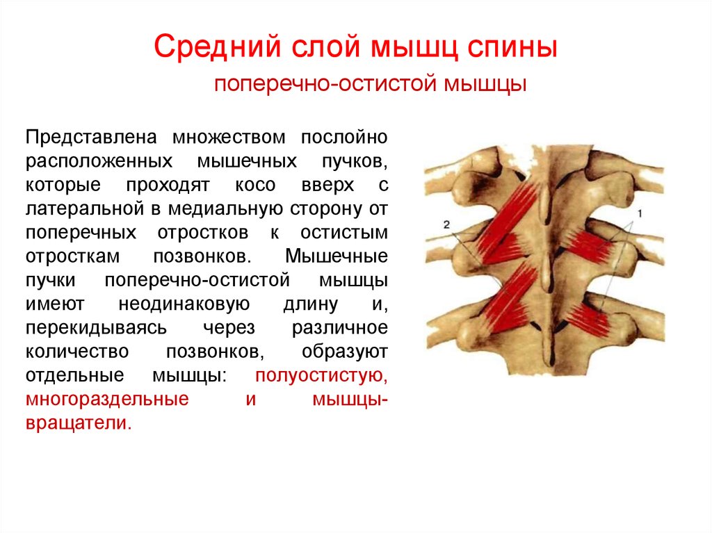 Средний слой мышц спины