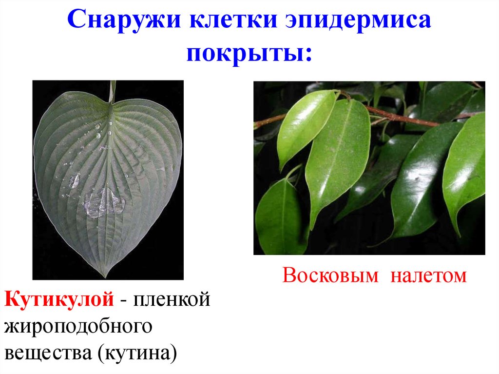 Листья хвойных покрыты кутикулой. Снаружи клетки покрыты кутикулой. Растения с восковым налетом примеры. Кутин растений. У каких растений листья покрыты восковым налетом.