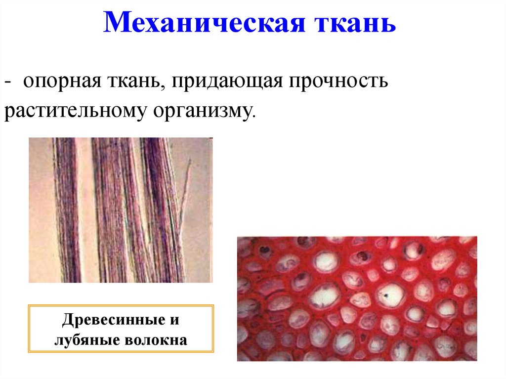 Какую функцию выполняют древесины волокна у растений. Волокна склеренхимы. Склереиды колленхима. Волокна механической ткани у растений. Колленхима лубяные волокна.
