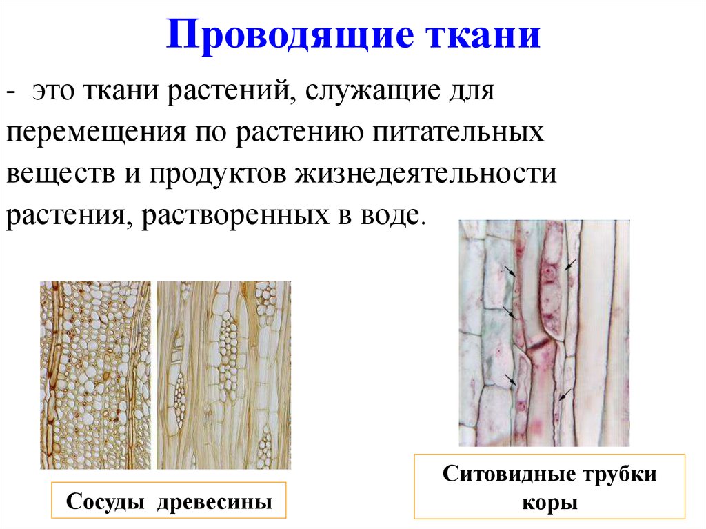Проводящая ткань свойства. Сосуды древесины и ситовидные трубки. Проводящие ткани сосуды и ситовидные трубки. Ситовидные трубки и сосуды проводящей ткани. Проводящая ткань сосуды и ситовидные трубки.