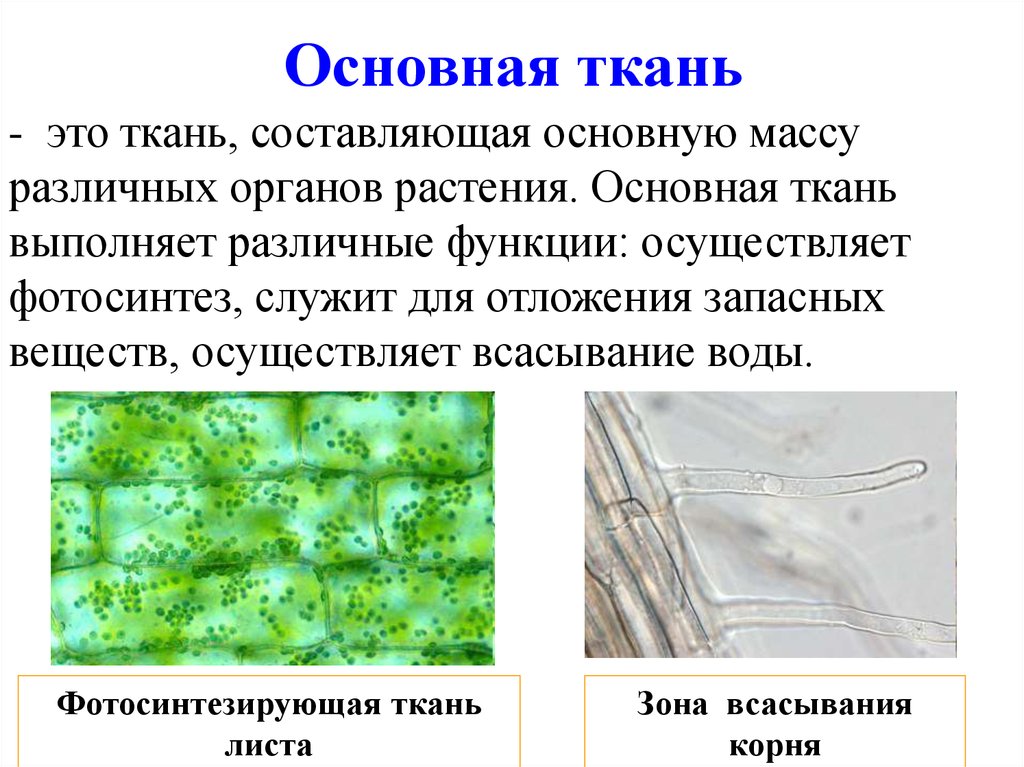 Почему основная ткань получила такое название. Основная фотосинтезирующая ткань растений. Строение основная фотосинтезирующая ткани растения. Ткани растений основная ткань фотосинтезирующая. Функции основной фотосинтезирующей ткани.