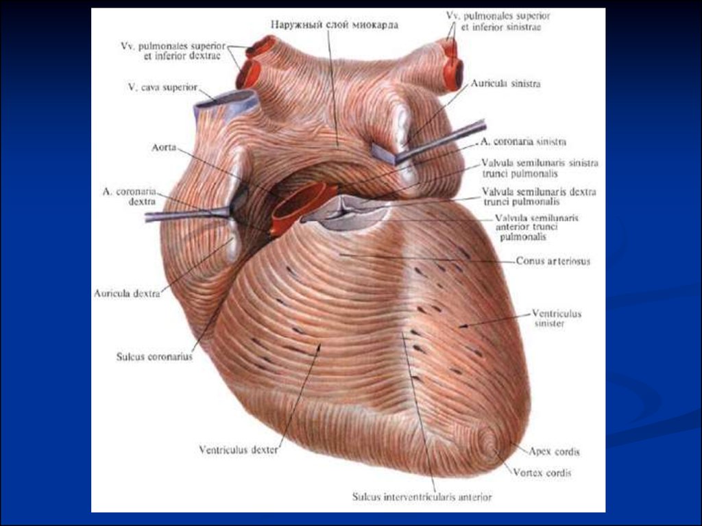 Миокард латынь. Миокард сердца анатомия. Миокард предсердий и желудочков. Строение сердца мышца миокарда.