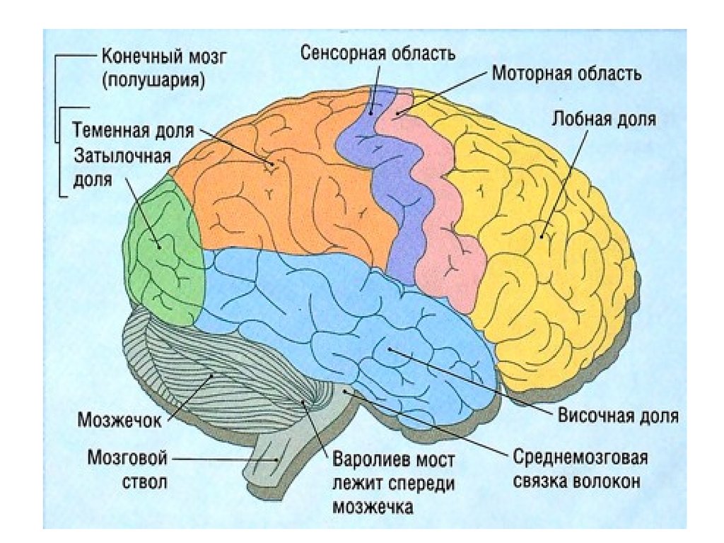 В лобной доле расположена зона. Конечный мозг анатомия строение. Внутреннее строение конечного мозга анатомия. Головной мозг строение конечный мозг. Строение больших полушарий конечного мозга.