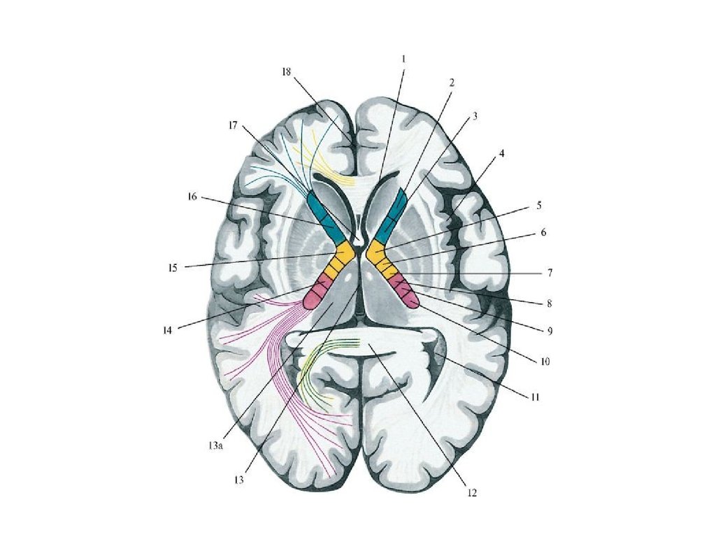 Подкорковые ядра полушарий. Базальные ядра анатомия внутренняя капсула. Схема базальных ядер головного мозга. Базальные ядра мозга схема. Внутренняя капсула больших полушарий.