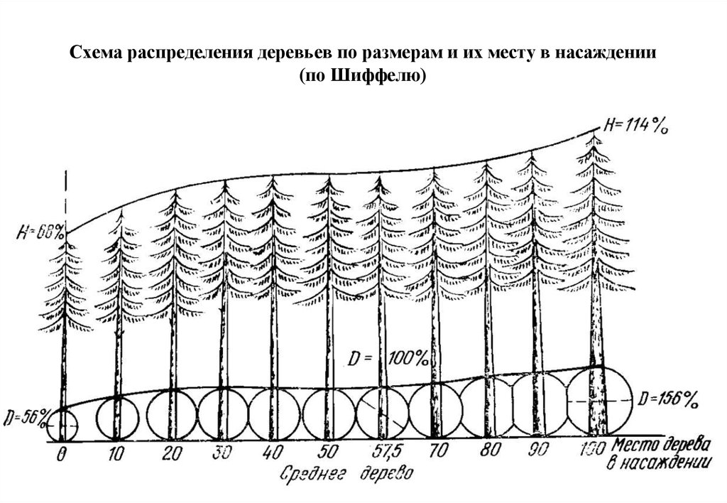 Распределение деревьев