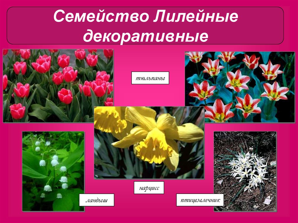 Три примера лилейных. Декоративные растения семейства Лилейные. Нарцисс семейство Лилейные. Семейство Лилейные тюльпан. Представители семейства Лилейные 6 класс.