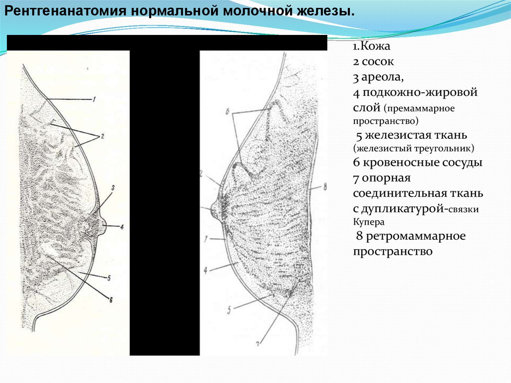 Строение ткани молочной железы