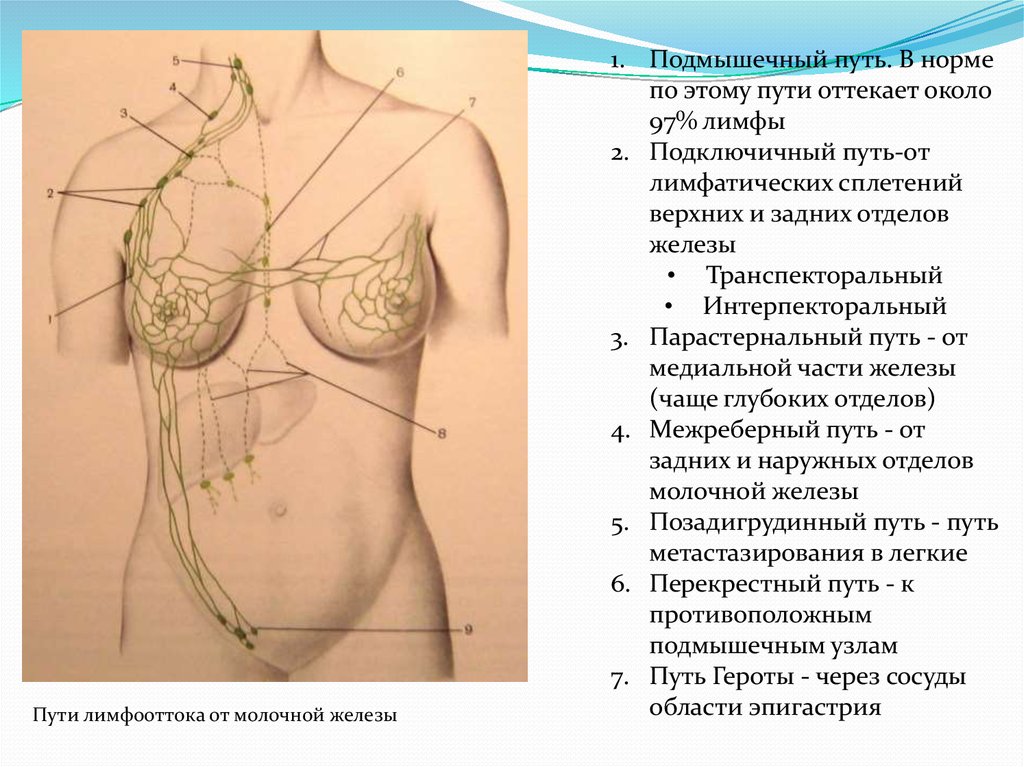 Схема лимфооттока от молочной железы топографическая анатомия