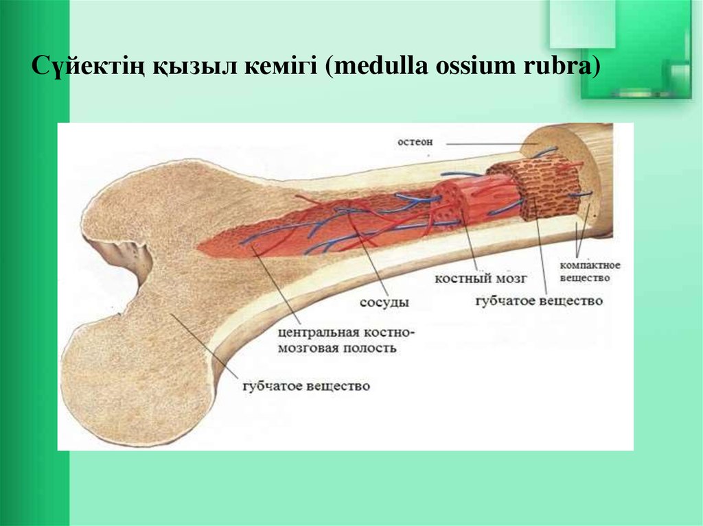 Желтый костный мозг фото