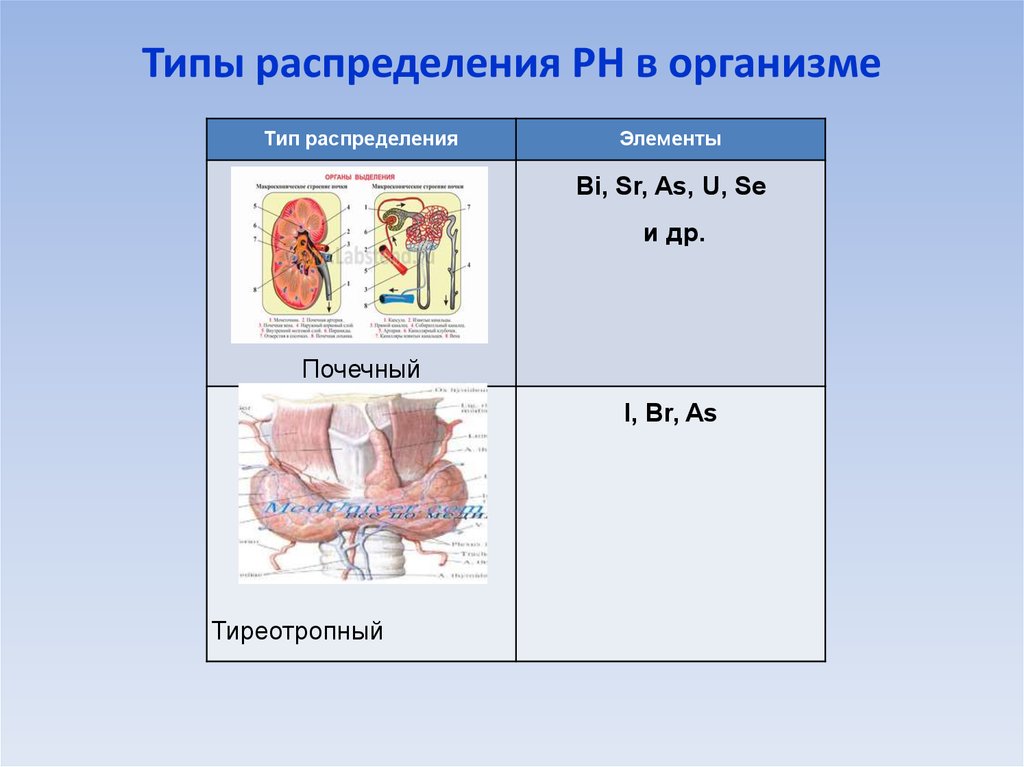 Определите вид организма. Типы распределения РН В организме. Почечный Тип распределения. Тиреотропный Тип распределения. Виды распределения веществ организме.