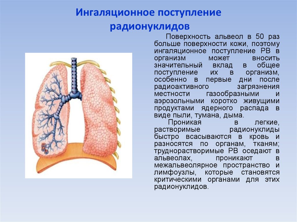 Площадь дыхательной поверхности легких человека. Пути поступления радионуклидов в организм. Ингаляционное поступление радионуклидов. Ингаляционный путь поступления радионуклидов.