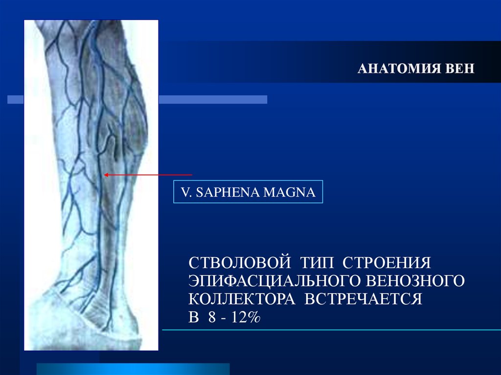 Vena saphena. Вена сафена Магна анатомия. Расширение вен по стволовому типу. Венозные коллекторы анатомия.