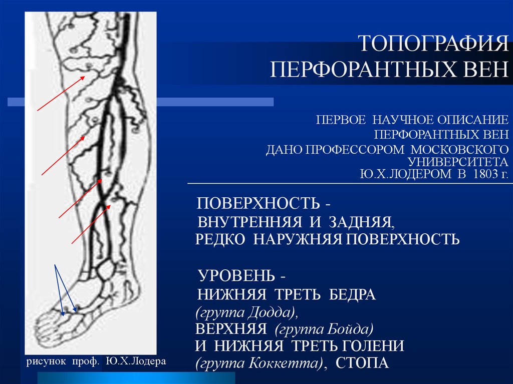 Функция отдела нижних конечностей. Перфорантные вены ноги анатомия. Малая подкожная Вена ноги топография. Анатомия поверхностных вен голени.