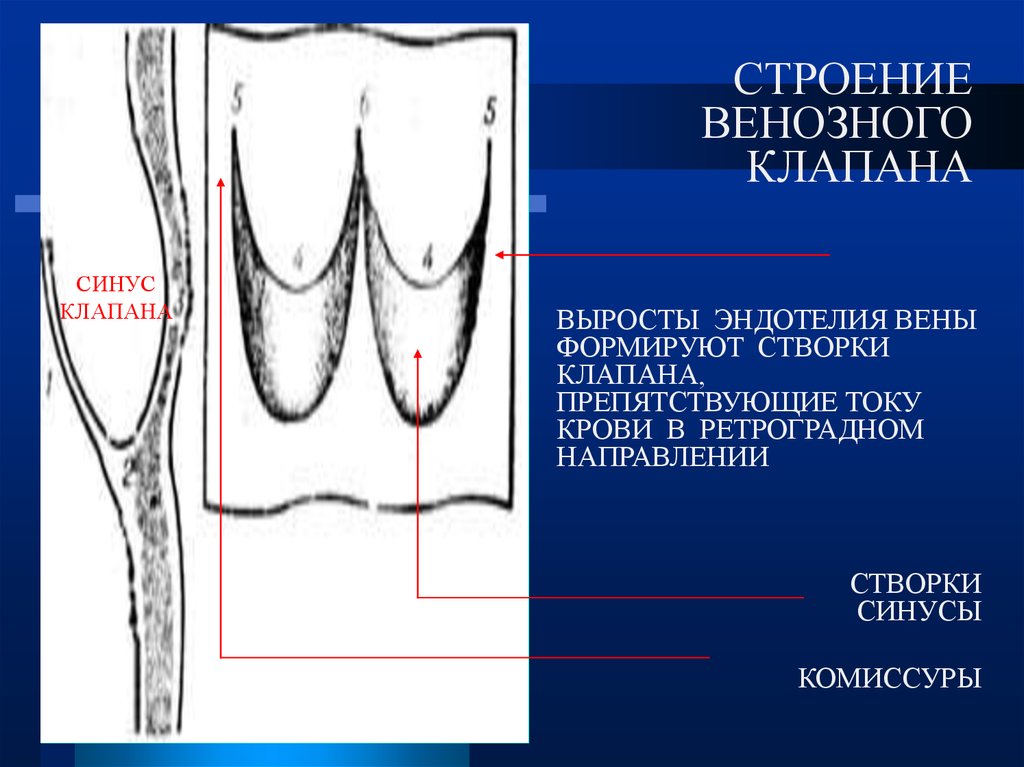 Венозные клапаны. Строение клапанного аппарата вен. Строение венозных клапанов. Строение клапанов вен.