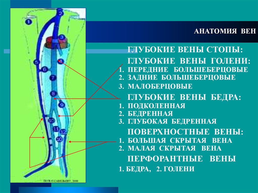 Бедренная вена анатомия