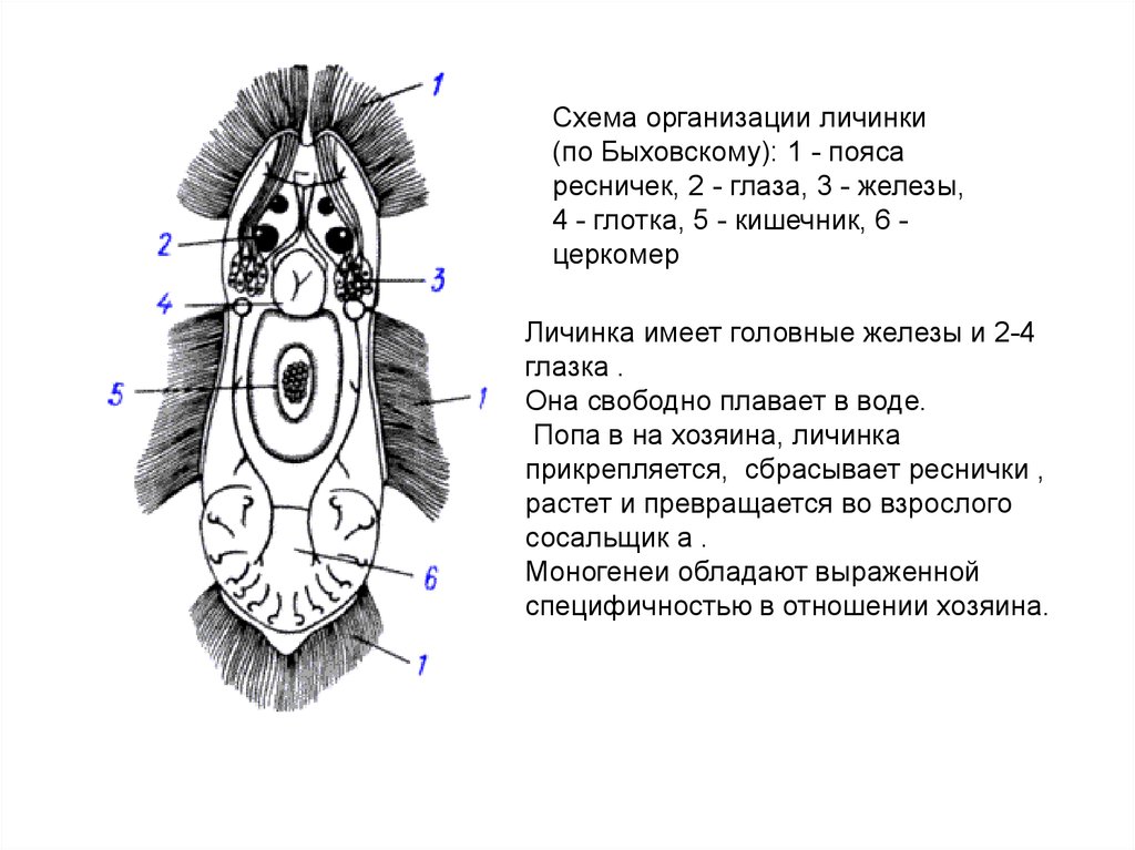 Какой цифрой на рисунке обозначена личинка с ресничками