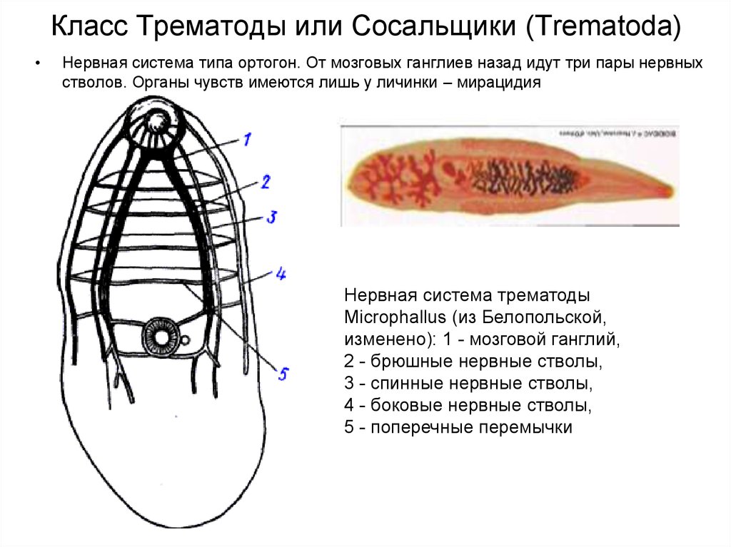 Сосальщик какой червь. Нервная система сосальщиков червей. Строение нервной системы трематод. Класс сосальщики черви нервная система. Нервная система сосальщика.