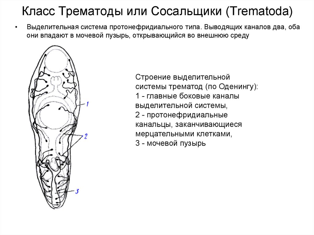 Выделительная система печеночного сосальщика рисунок