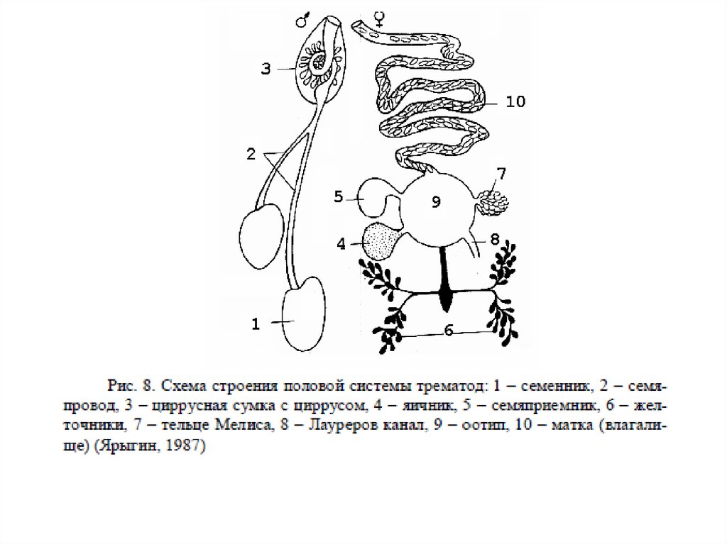 Строение полового. Пищеварительная система гребневиков. Схема строения половой системы. Схема строения нервной системы гребневика. Схема строения нервной системы трематод.