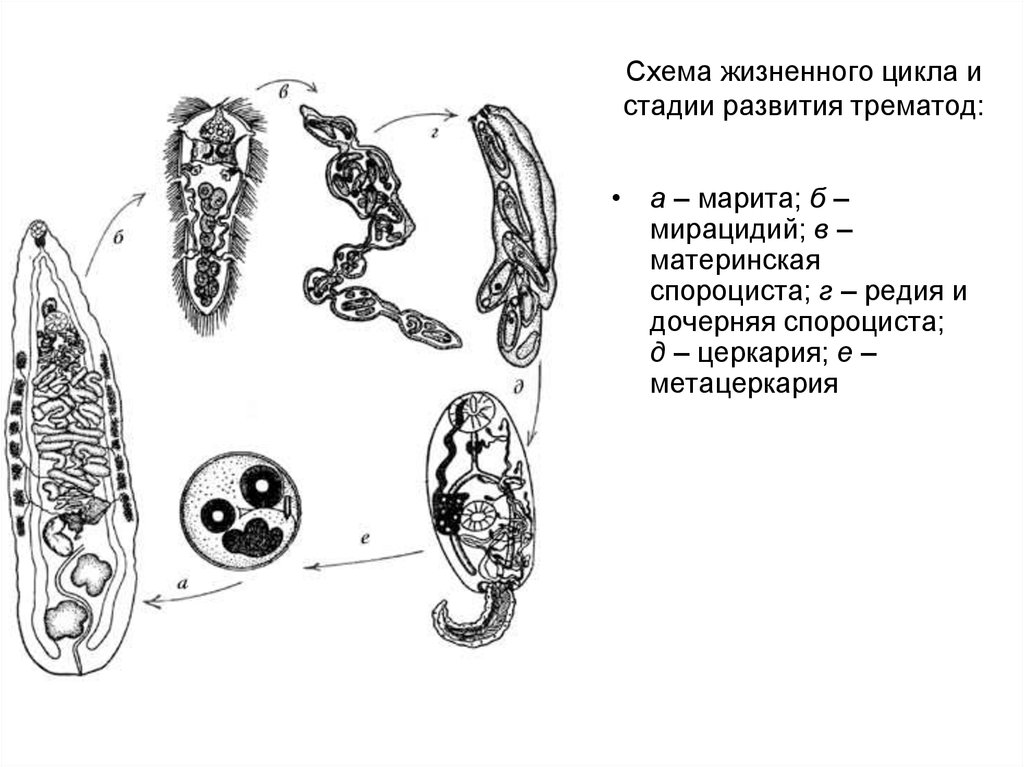 Какой цифрой обозначен на рисунке орган человека в котором проходит последняя личиночная стадия