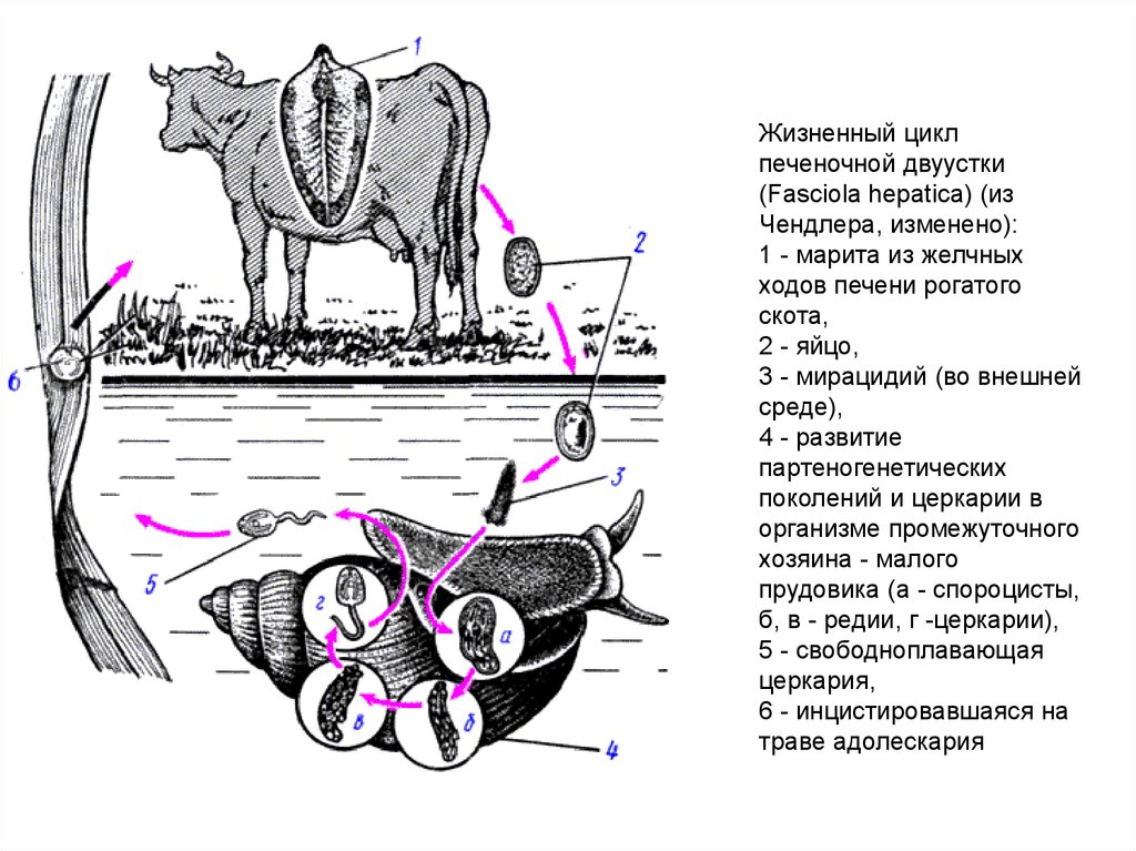 Печеночный сосальщик впр. Жизненный цикл печеночной двуустки. Жизненный цикл развития печеночной двуустки. Fasciola hepatica жизненный цикл. Жизненный цикл печеночного сосальщика.