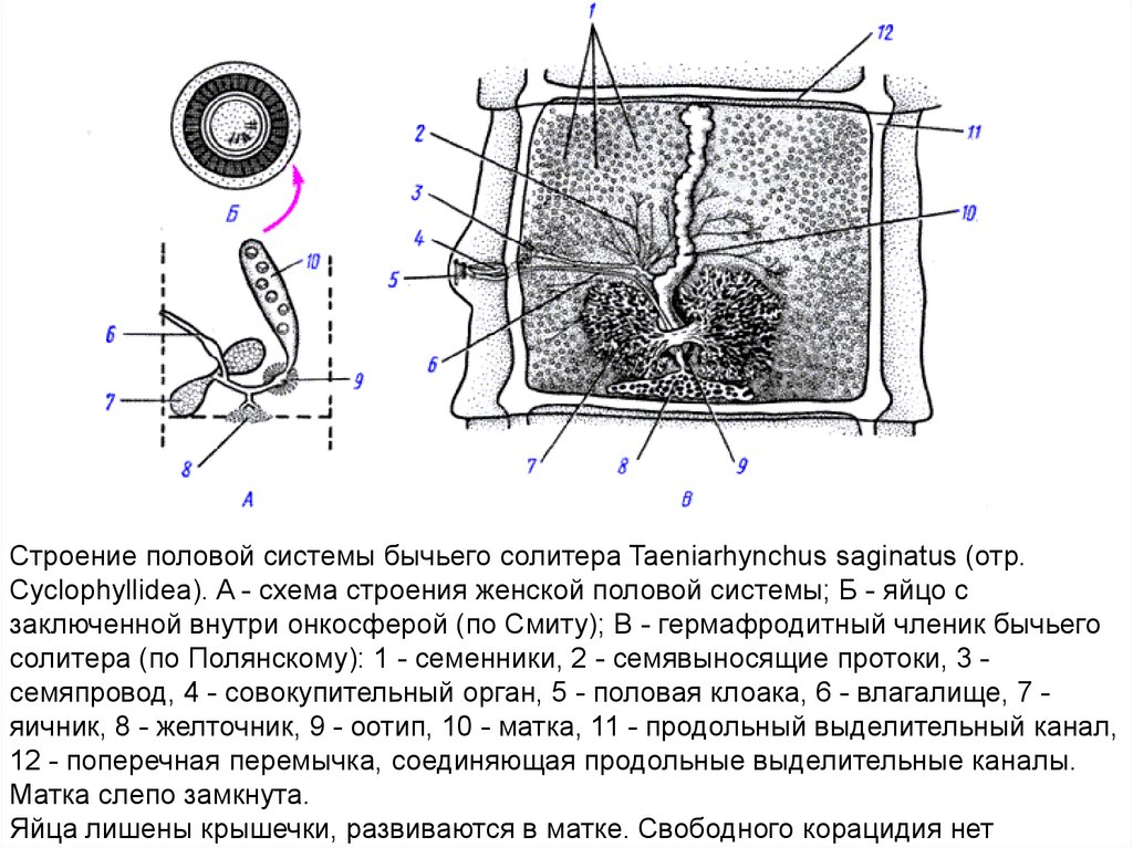 Каким номером на рисунке обозначена яйцо паразита. Строение гермафродитного членика. Строение половой системы бычьего солитера. Гермафродитный членик Taeniarhynchus saginatus. Гермафродитная проглоттида бычьего цепня.