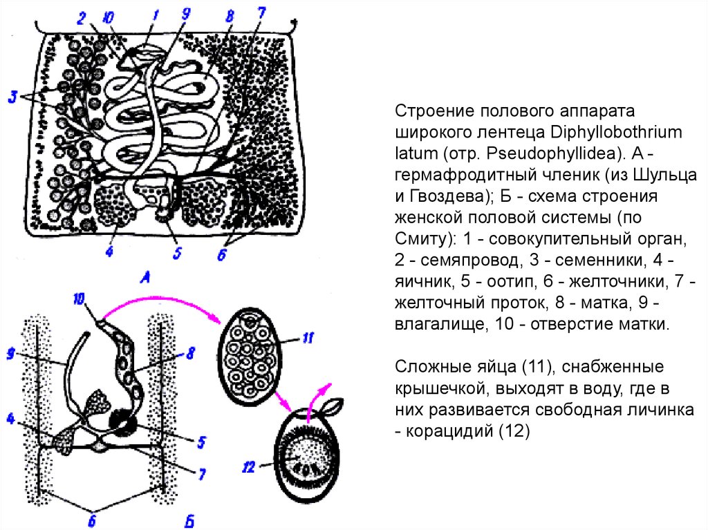 Широкий лентец рисунок строение