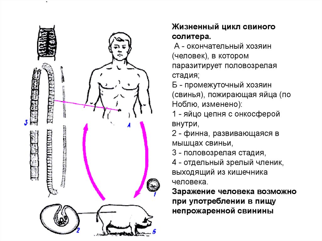 Свиной цепень схема