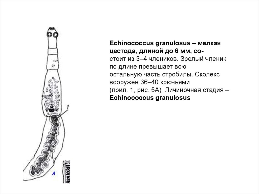 Эхинококк аскарида. Ленточный червь Echinococcus granulosus. Эхинококк строение рисунок.