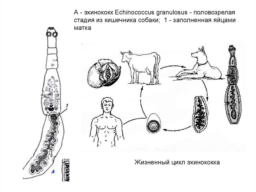 Альвеококк строение рисунок