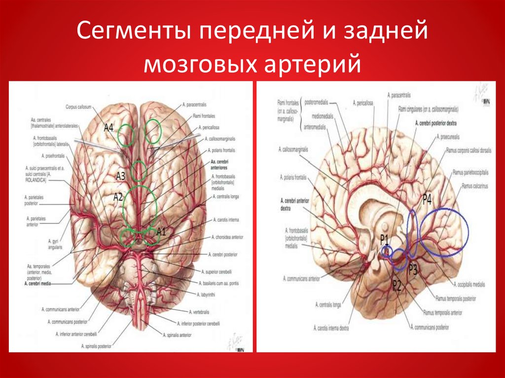 Сма мозга. А1 сегмента правой передней мозговой артерии. Сегмент р1 левой задней мозговой артерии. Сегменты передней мозговой артерии схема мрт. Передняя мозговая артерия анатомия сегменты.